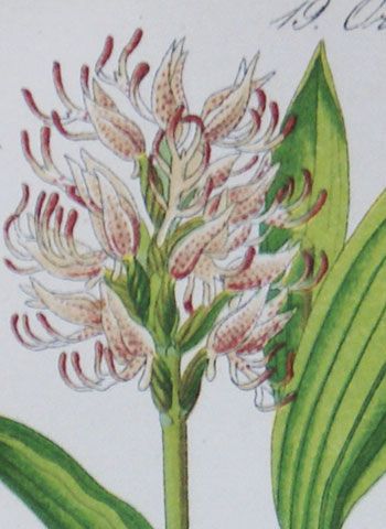 Antique Botanical Print 1880   Monkey Orchid / Orchis Simia Lam 